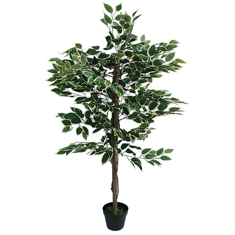 Δέντρο Μπέντζαμιν Πράσινο Δίχρωμο Σε Γλάστρα Υ120