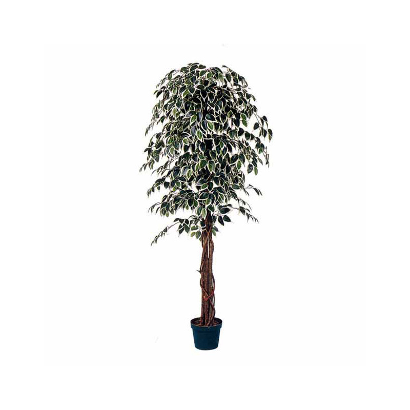 Δέντρο Μπέντζαμιν Πράσινο Δίχρωμο Σε Γλάστρα Υ180