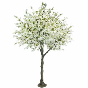 Δέντρο Κερασιά Λευκό Υ300