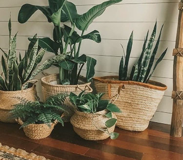 boho_plantrs boho_plantrs