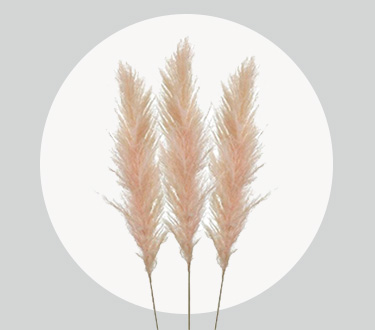 pampas-grass pampas-grass