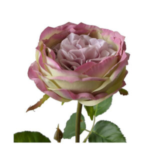 Διακοσμητικό Κλαδί English Rose Ροζ/ Πράσινο Υ76 | Zaros