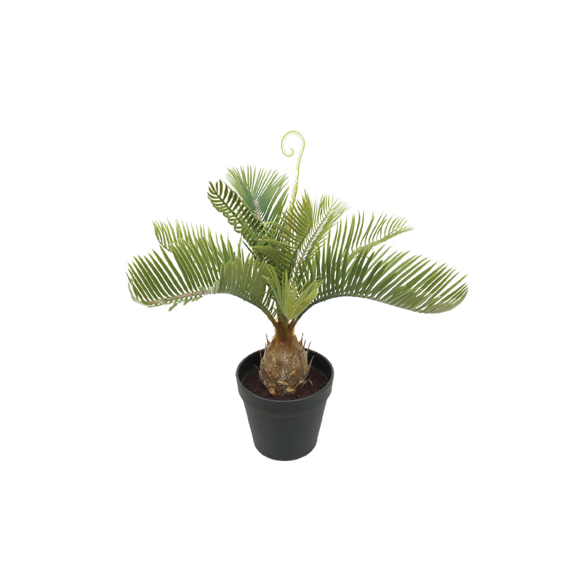 ΔΕΝΤΡΟ ΚΥΚΑΣ ΣΕ ΓΛΑΣΤΡΑ - 42x40x41cm 4/24ΚΙΒ